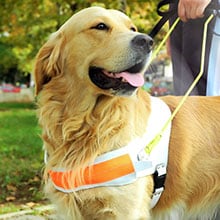 How service dogs help Canadians living with diabetes 